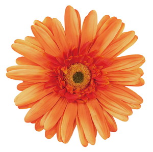 ���y�l��z���s�z�ެ��޶ް��� (DK/OR)